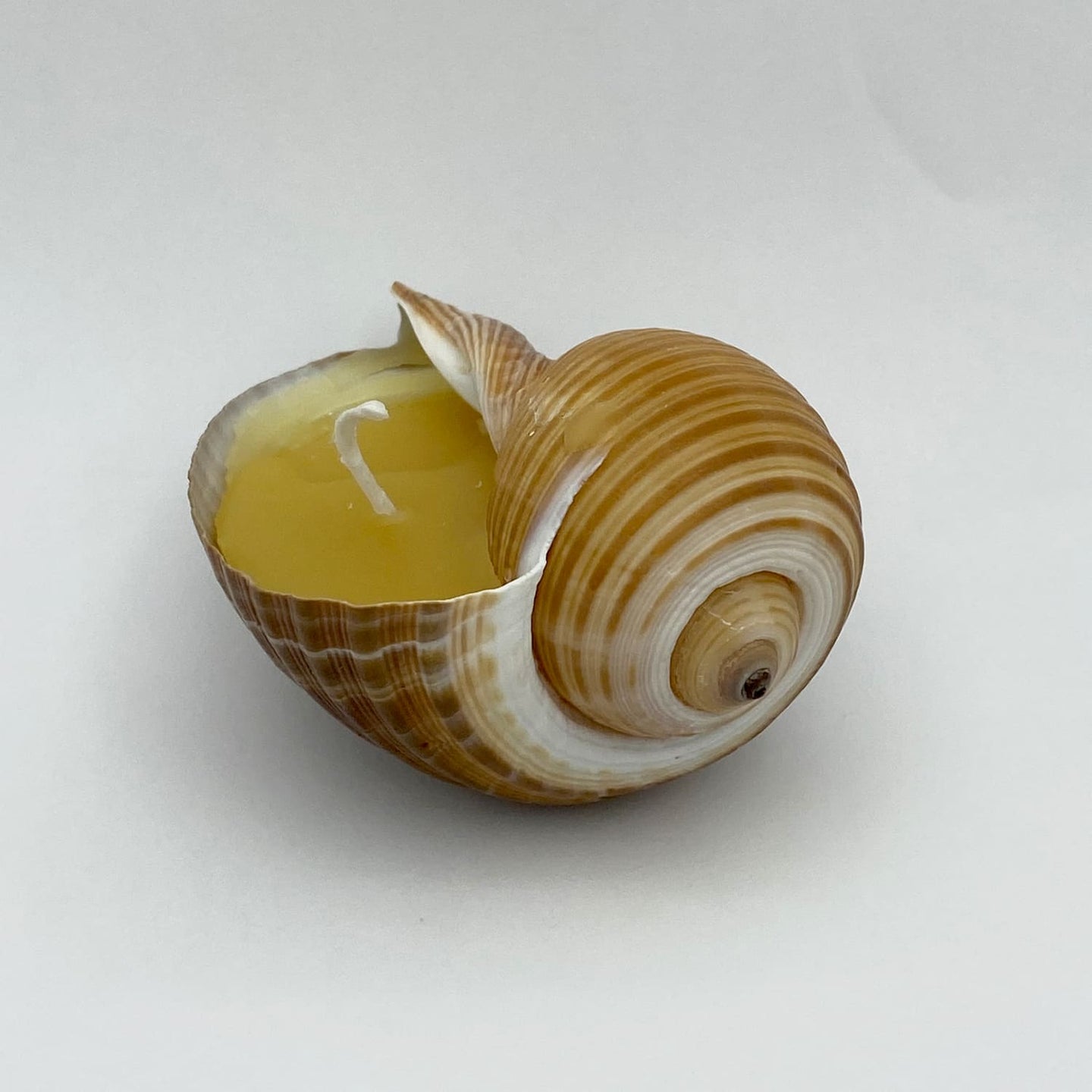 Beeswax Candle in Shell 3